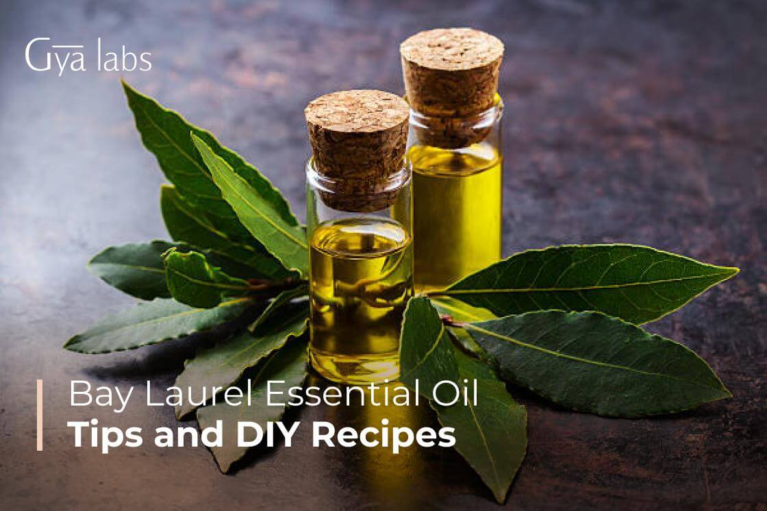7 Best Health Recipes With Bay Laurel Essential Oil – DIY Tips | GyaLabs