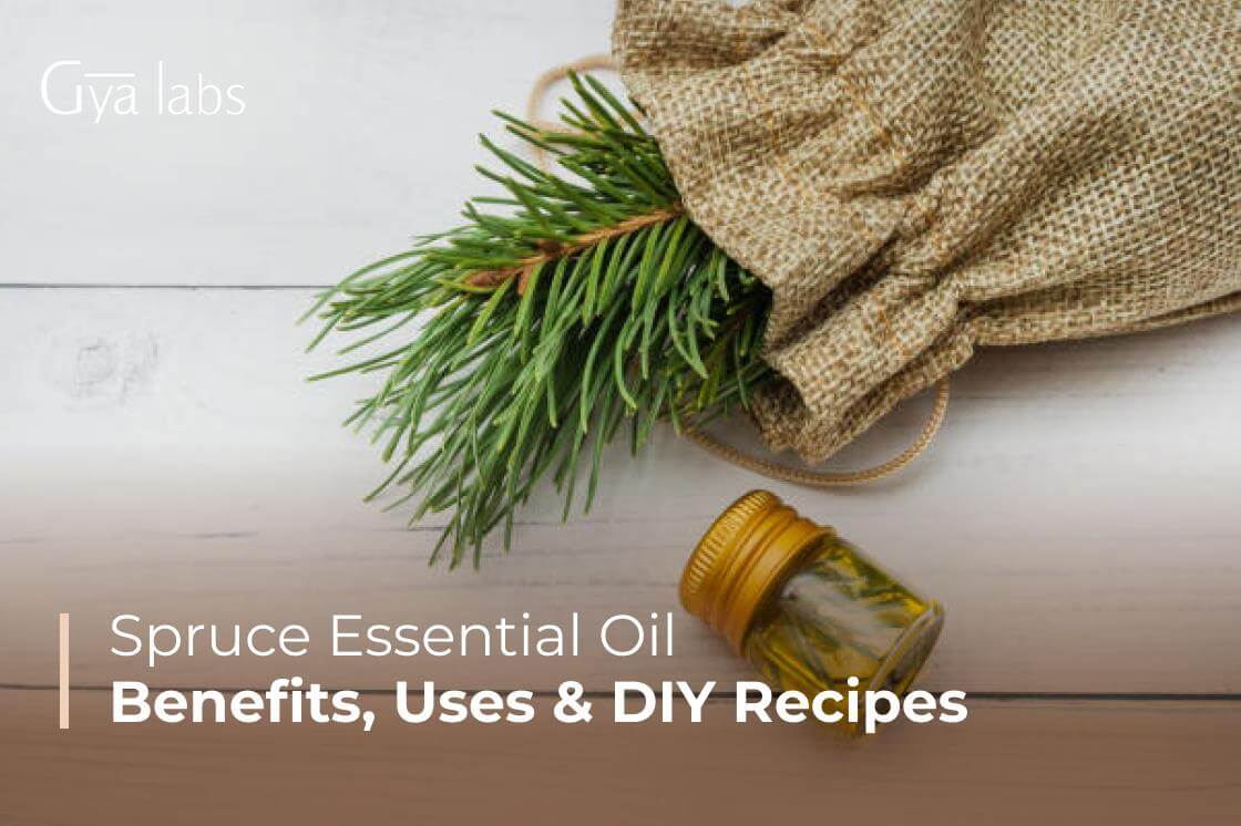 Benefits Of Spruce Essential Oil, How To Use Spruce Essential Oil, And DIY Recipes | GyaLabs