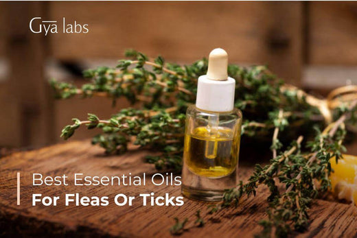 Essential Oils for Fleas & Ticks