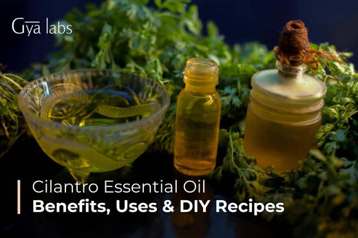 Cilantro Essential Oils
