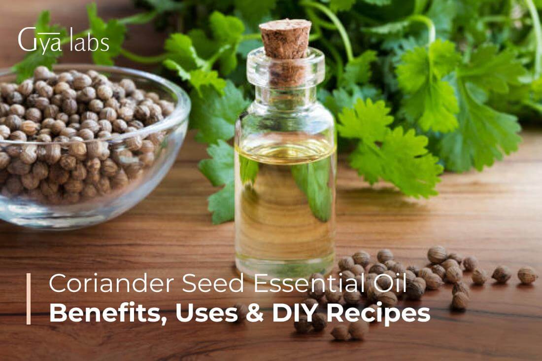 Benefits Of Coriander Essential Oil, Ways To Use Coriander Essential Oil, And Essential Oil Recipes | GyaLabs