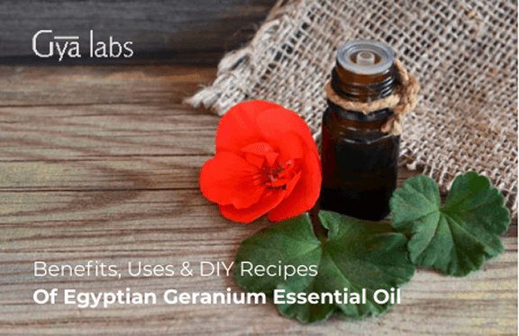 Benefits, Uses & DIY Recipes of Egyptian Geranium Essential Oil
