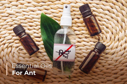Essential Oils for Ants