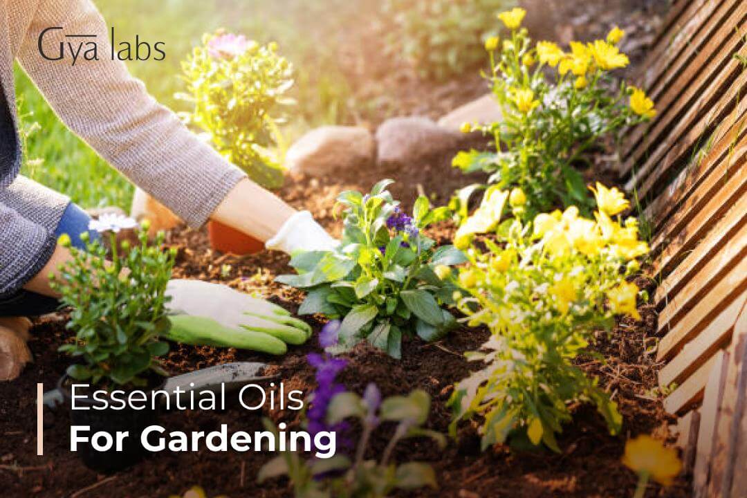 Best Essential Oils For Gardening | How To Use Essential Oils In The Garden For Pest Control | GyaLabs