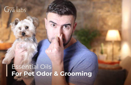 Essential Oils for Pet Odor Control and Grooming