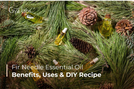 Fir Needle Essential Oils