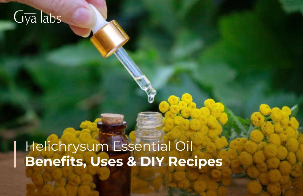 Helichrysum Essential Oil | Benefits Of Helichrysum Essential oil, Uses, And DIY Recipes | GyaLabs