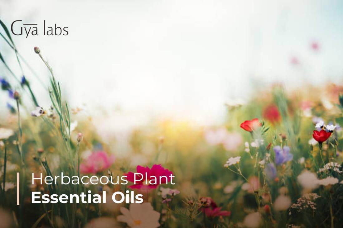 Best Natural Herbaceous Plant Essential Oils | GyaLabs