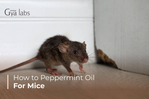 Peppermint Oil for Mice
