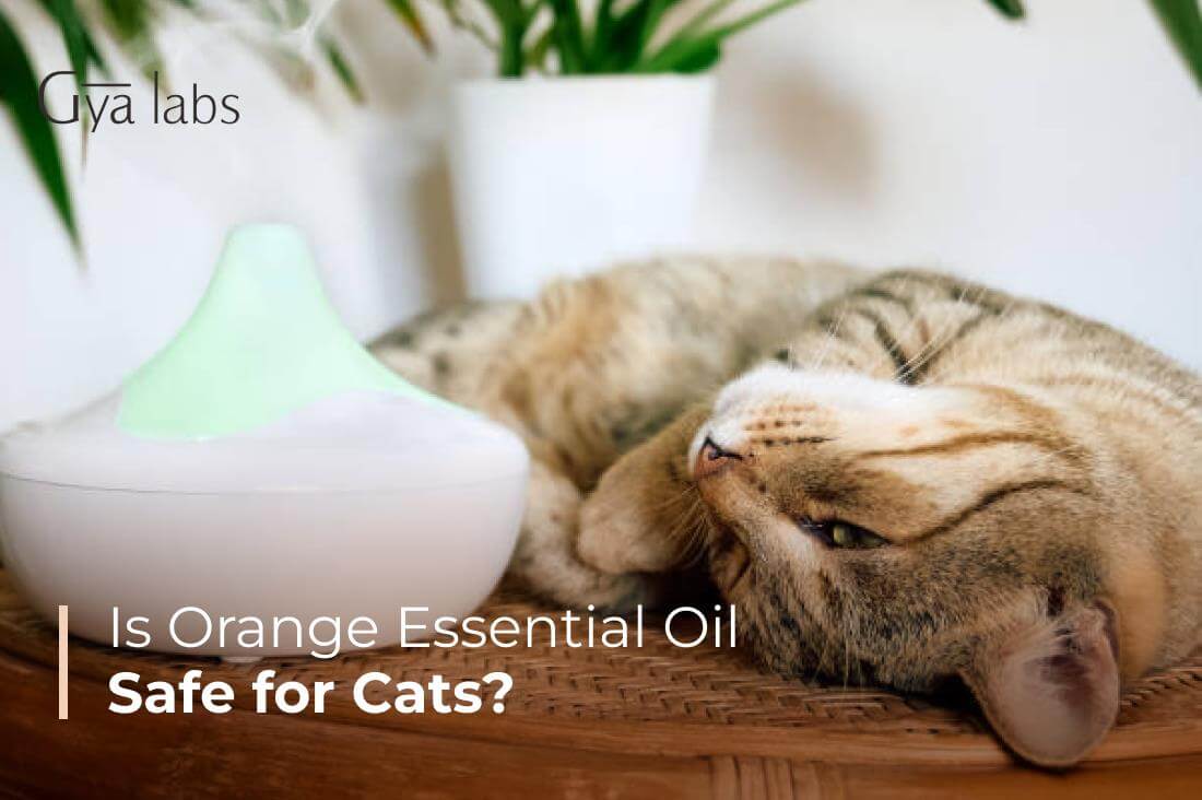 Is Orange Essential Oil Safe for Cats?