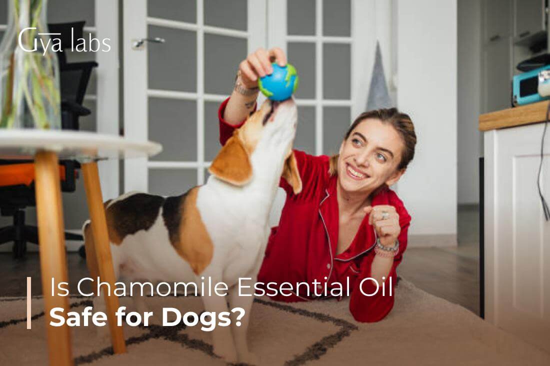 Is Chamomile Essential Oil Safe for Dogs? | GyaLabs