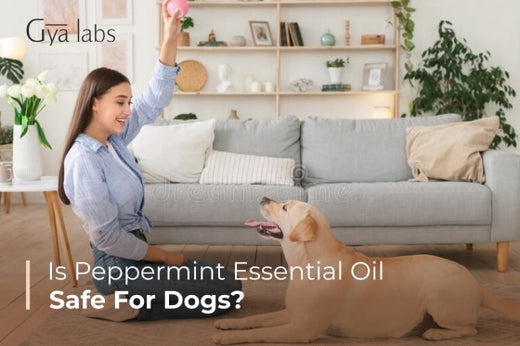 Peppermint Essential Oil for Dogs