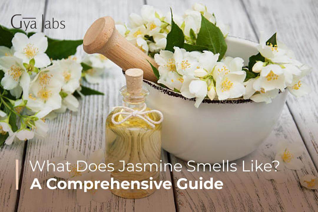 What Does Jasmine Oil Smell Like: Natural Remedies, Essence & Therapeutic Properties | GyaLabs