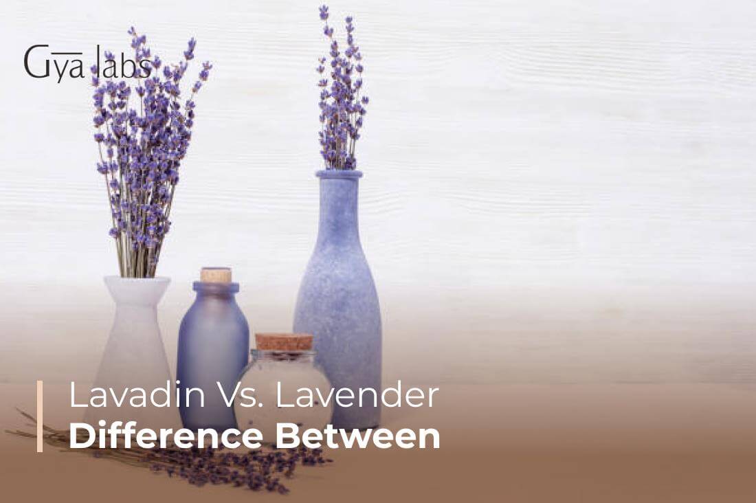 Lavandin vs Lavender | Learn The Difference Between Lavender And Lavandin | GyaLabs