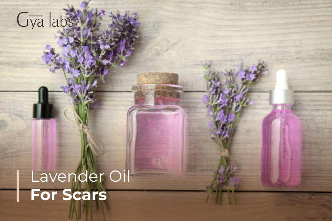 Lavender Essential Oil For Scar Healing | Wound Healing Potential Of Lavender Oil | GyaLabs