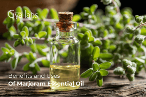 Marjoram Essential Oil Benefits, Marjoram Oil Uses, and DIY Recipes | GyaLabs