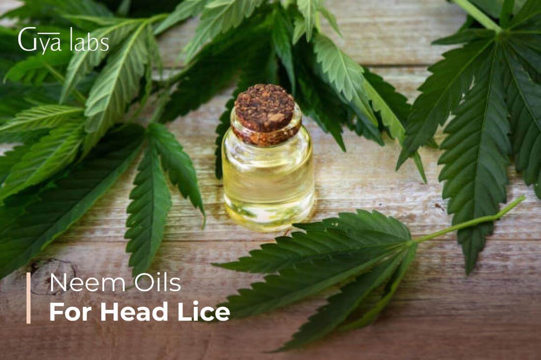 Neem Oil To Treat Head Lice, How To Use Neem Oil For Head Lice Treatment, & Recipes | GyaLabs