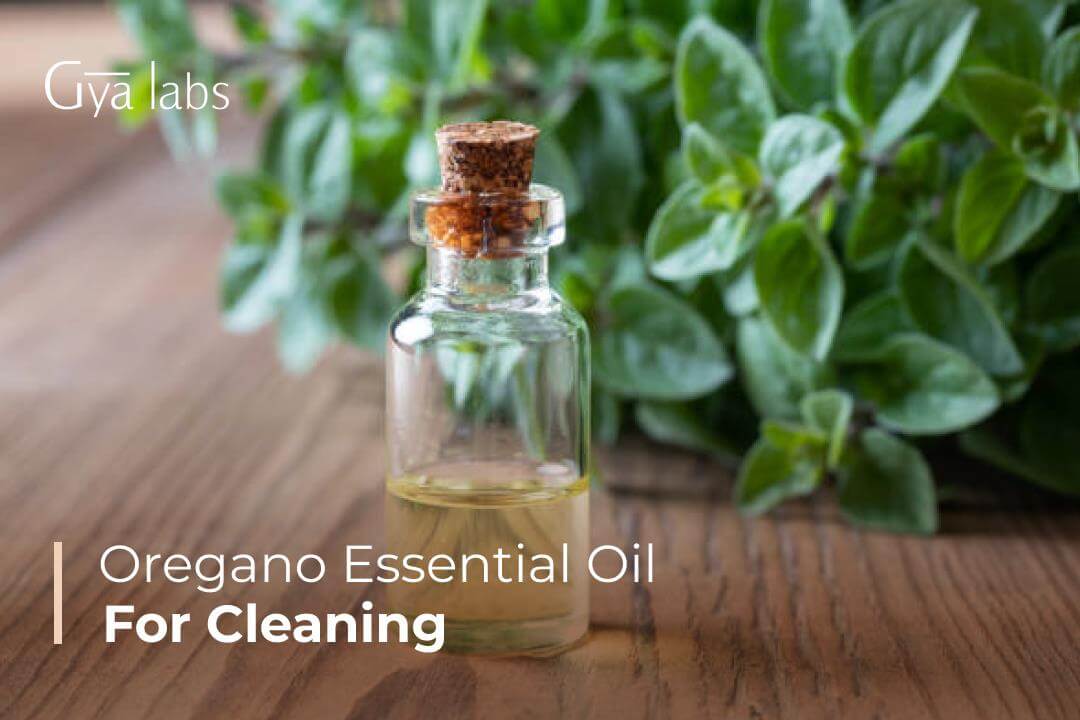 Oregano Essential Oil for Cleaning: A Natural Disinfectant for Your Home | GyaLabs