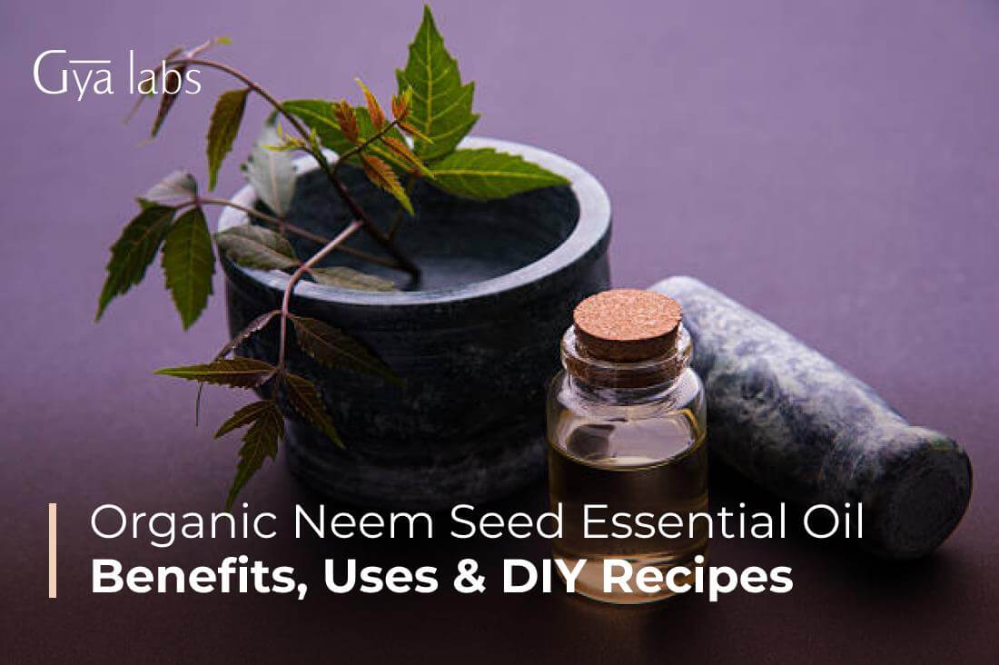 Organic Neem Oil Benefits, How To Use Neem Oil, And DIY Recipes | GyaLabs