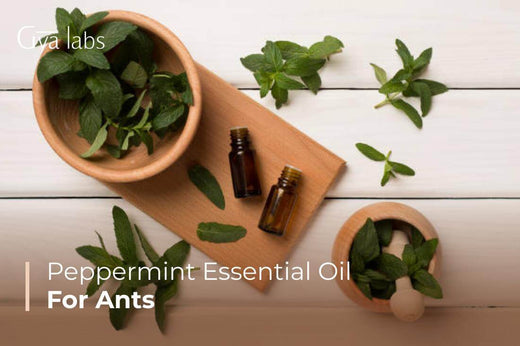 Peppermint Essential Oil for Ants