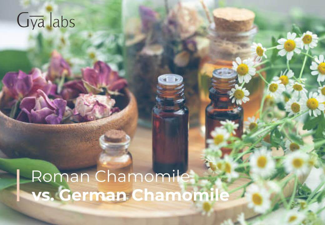 What Is The Difference Between Roman And German Chamomile? | GyaLabs