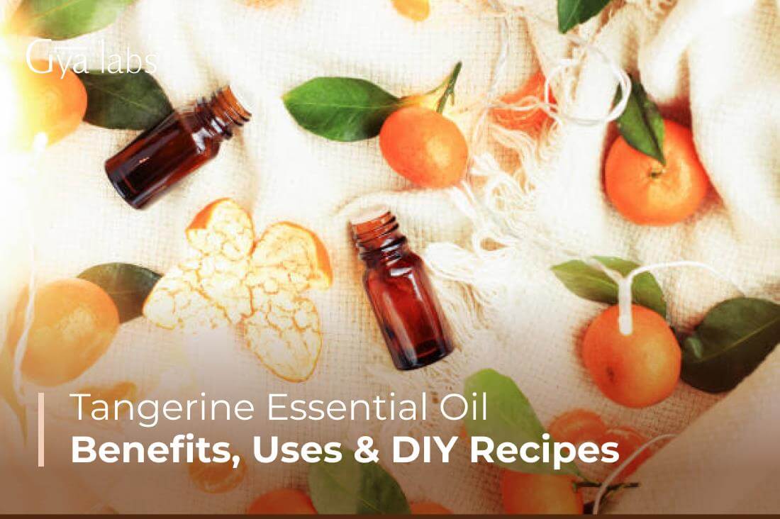 Tangerine Essential Oil Uses And Benefits, DIY Recipes, Etc. | GyaLabs