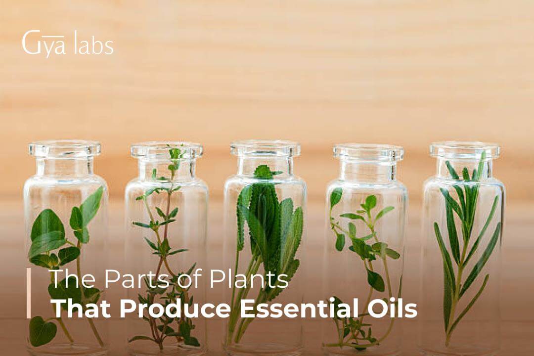 The Parts of Plants That Produce Essential Oil