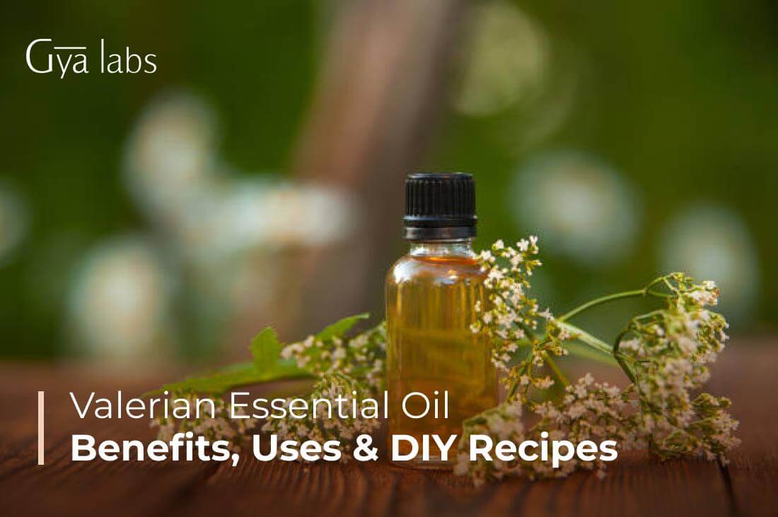 Benefits Of Valerian Essential Oil, Valerian Essential Oil Uses, And DIY Recipes | GyaLabs