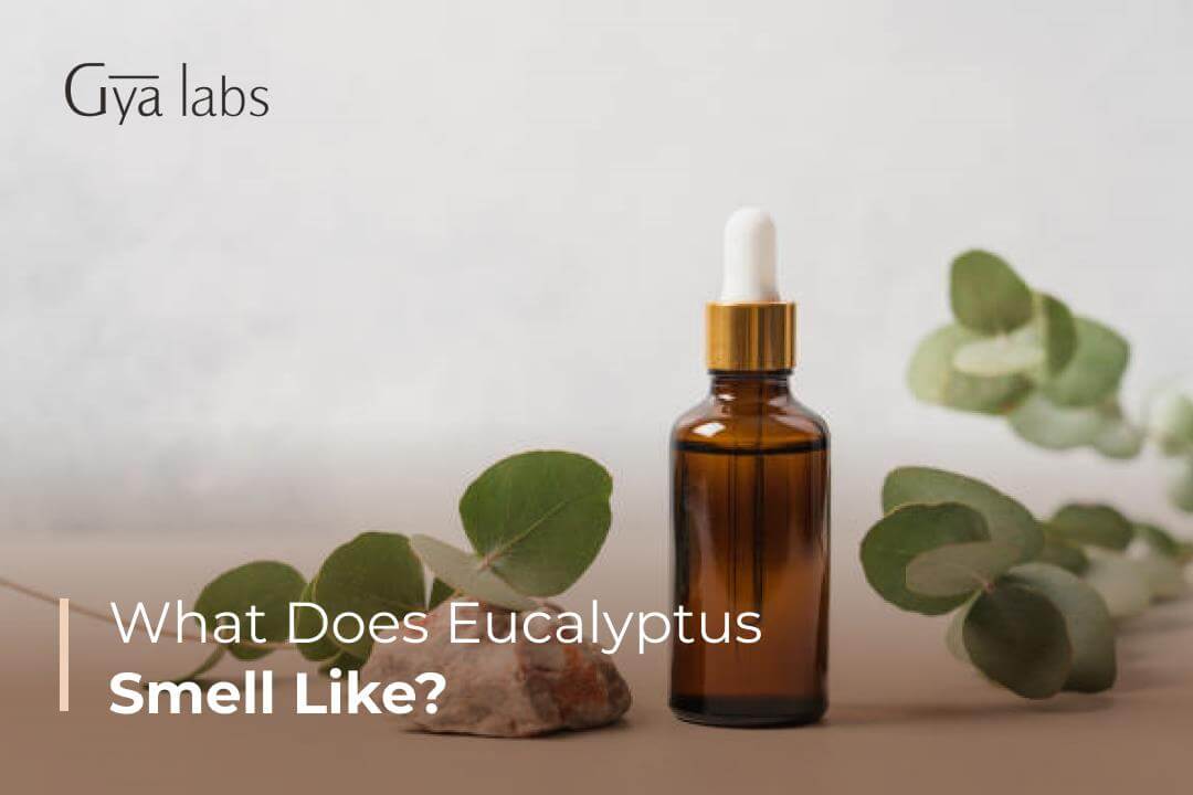What Does Eucalyptus Smell Like? Understanding The Fragrance, Fresh Scent, And Aroma Of Eucalyptus Oil | GyaLabs