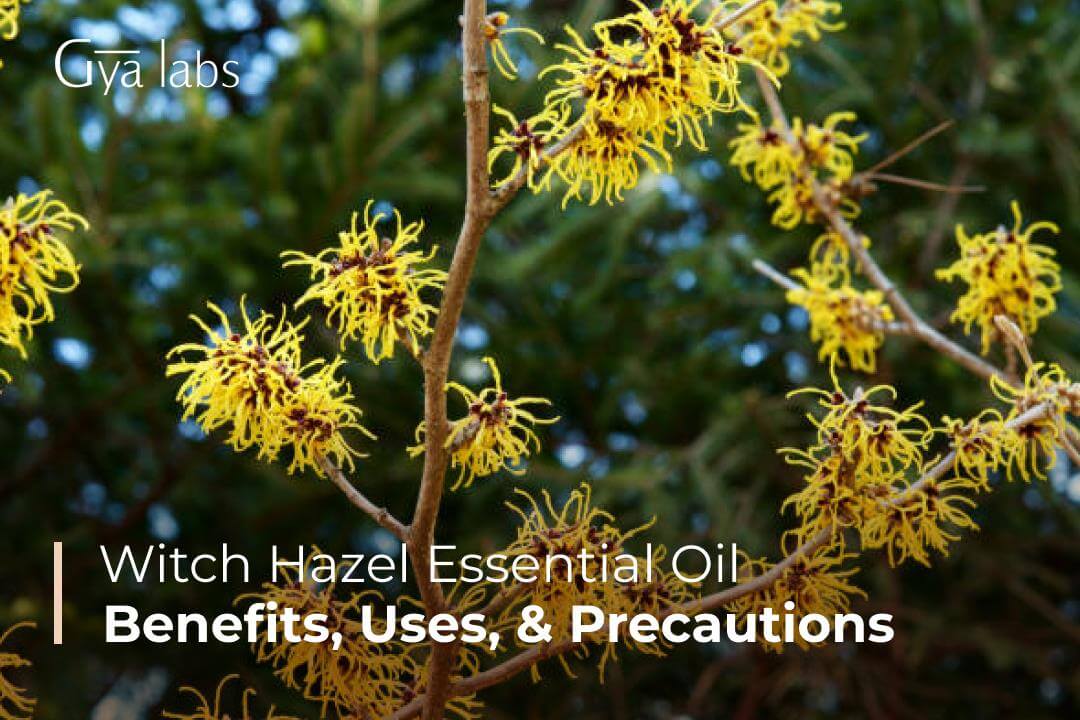 Witch Hazel Essential Oil : Benefits, Uses, Dosage, Side Effects, And Precautions