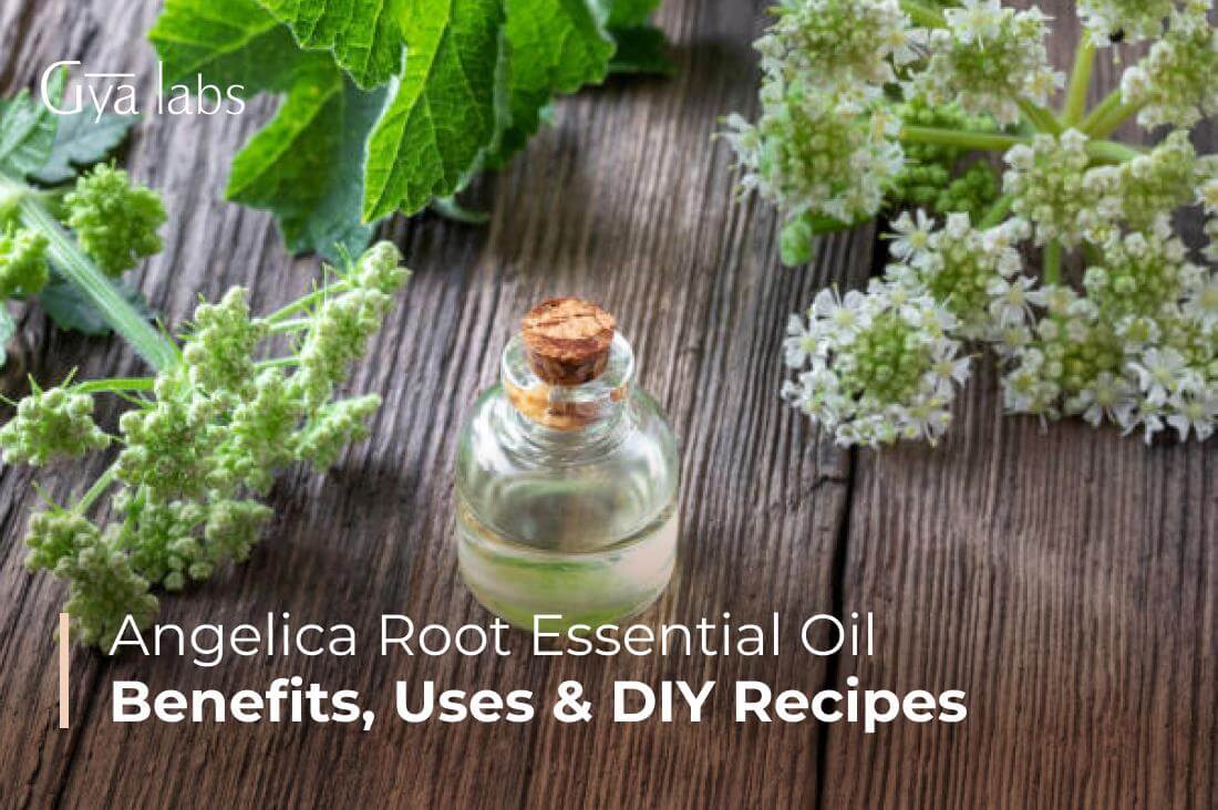 Angelica Root Essential Oil Uses And Benefits, DIY Recipes | GyaLabs
