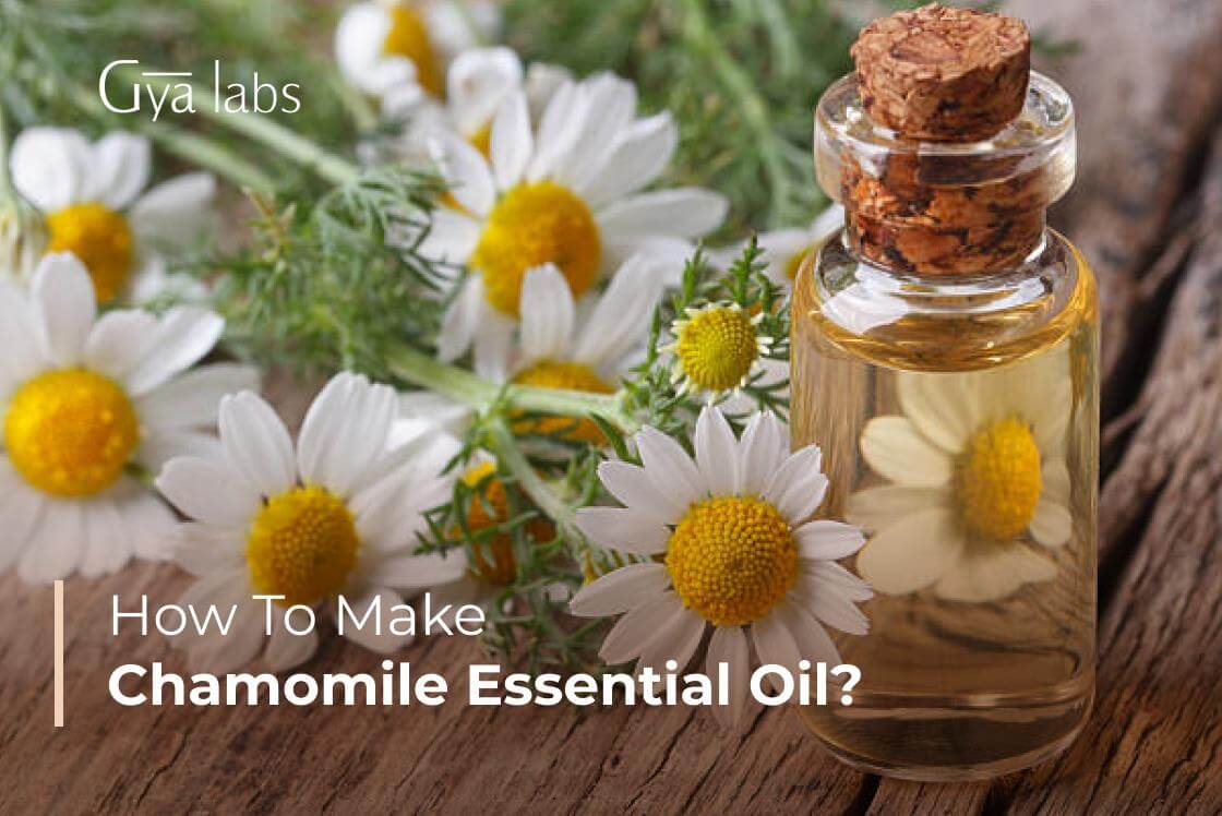How To Make Chamomile Oil At Home? | DIY Recipes Using German Chamomile Essential Oil