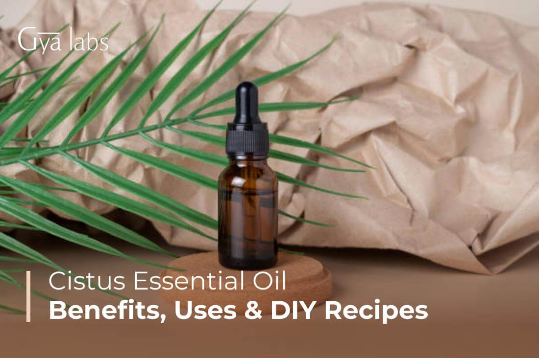 Cistus Essential Oil (Rock Rose) Benefits, Uses, And DIY Recipes | GyaLabs