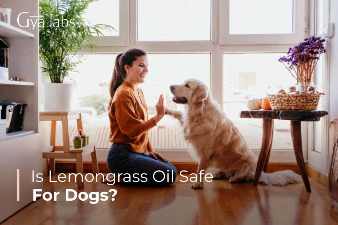 Is Lemongrass Essential Oil Safe For Dogs?