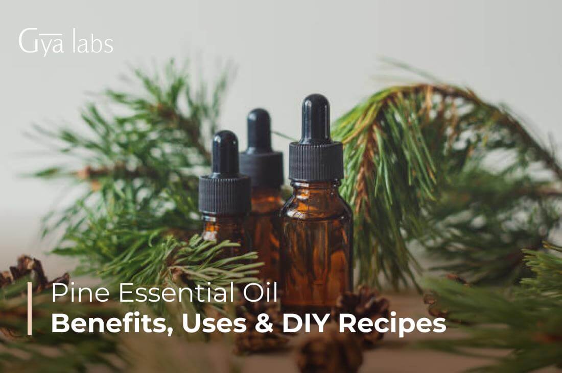 Pine Essential Oil Benefits And Uses, DIY Recipes | GyaLabs