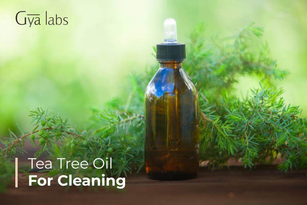 Disinfect Your Home Using Tea Tree Oil Recipes | Cleaning Benefits Of Tea Tree Oil | GyaLabs