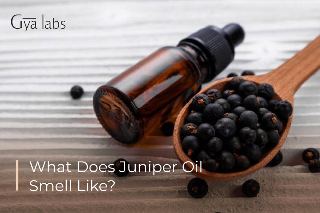 What Does Juniper Smell Like? A Fresh Woody Scent Guide