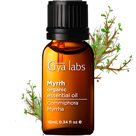 myrrh plant with organic myrrh oil bottle