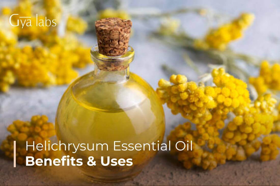 Helichrysum Essential Oil: Uses, Benefits, and DIY Blends