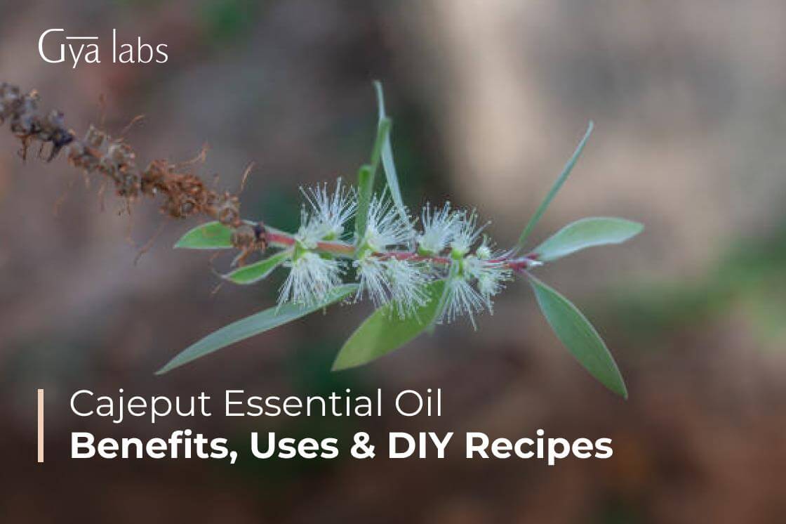 Cajeput Essential Oil Uses, Benefits, and DIY Recipes