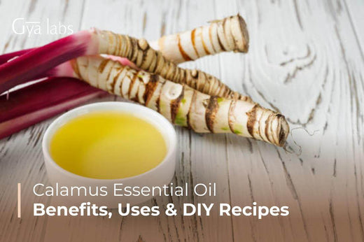 Benefits & Uses of Calamus Essential Oil