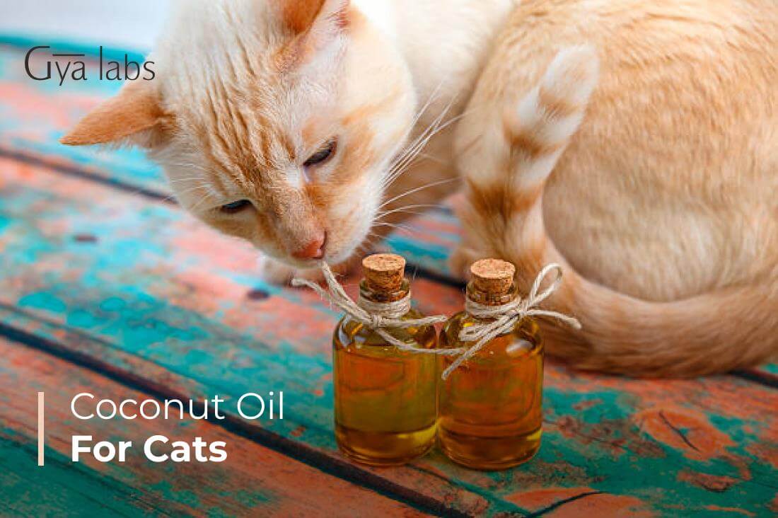 Coconut Oil For Cats: Is Coconut Oil Safe For Cats & Health Benefits Of Coconut Oil For Your Cat