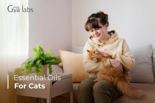Essential Oils for Cats
