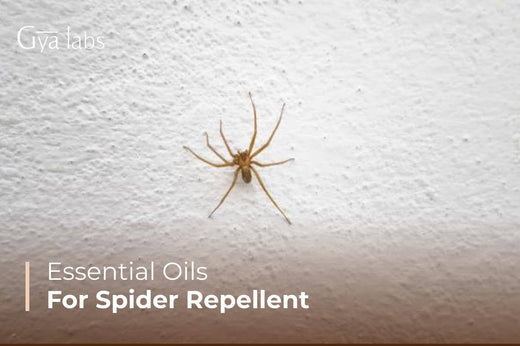 Essential Oils for Spider Repellent
