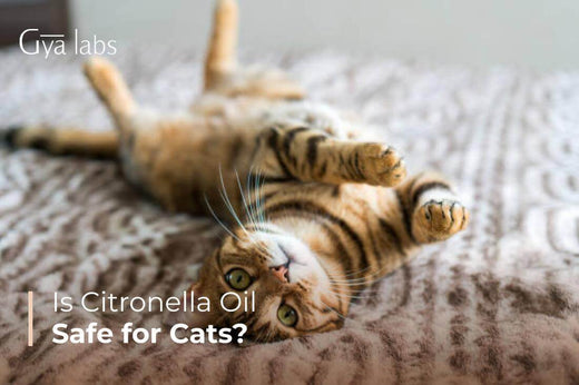 Is Citronella Oil Safe for Cats