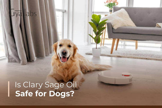 Is Clary Sage Oil Safe For Dogs?