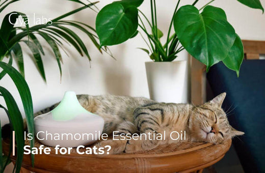 Is Chamomile Essential Oil Safe for Cats?