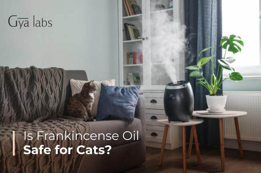 Frankincense Oil for Cats