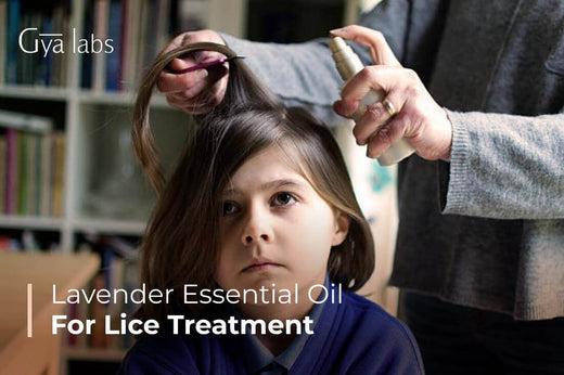 Lavender Oil for Lice Treatment