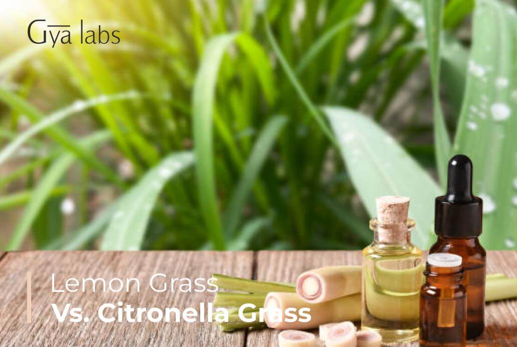 Lemongrass vs Citronella: Which Is Better for Mosquito-Repelling Routines?